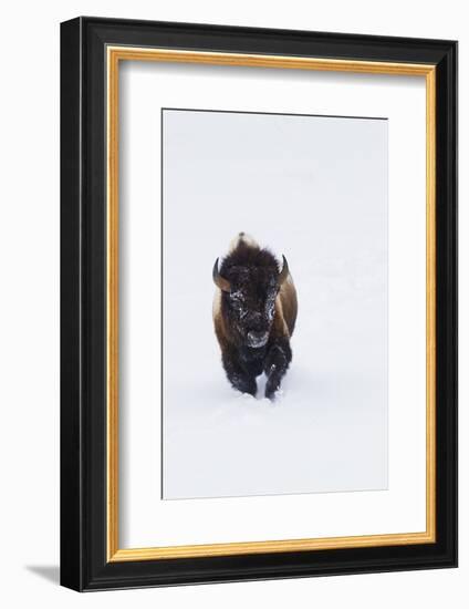 Bison Bull-Ken Archer-Framed Photographic Print