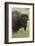 Bison Bull-Ken Archer-Framed Photographic Print