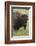 Bison Bull-Ken Archer-Framed Photographic Print