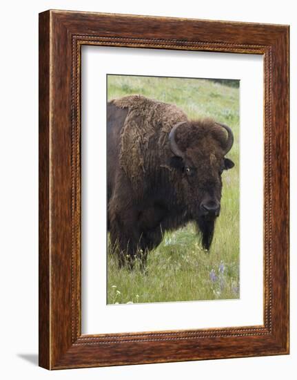 Bison Bull-Ken Archer-Framed Photographic Print