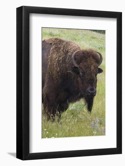 Bison Bull-Ken Archer-Framed Photographic Print