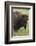 Bison Bull-Ken Archer-Framed Photographic Print