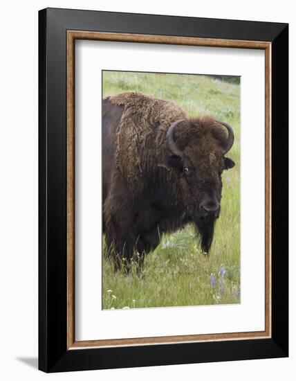 Bison Bull-Ken Archer-Framed Photographic Print