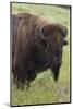 Bison Bull-Ken Archer-Mounted Photographic Print