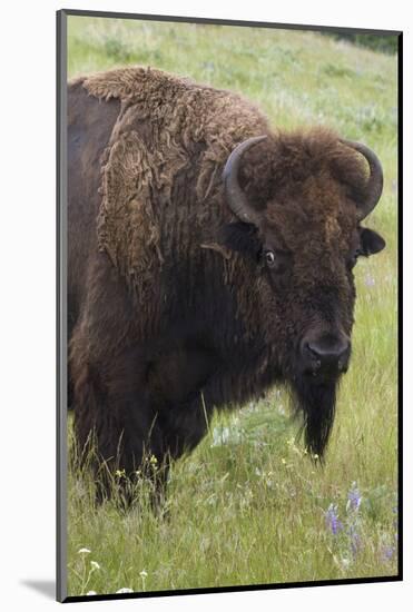 Bison Bull-Ken Archer-Mounted Photographic Print