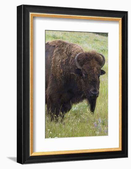 Bison Bull-Ken Archer-Framed Photographic Print