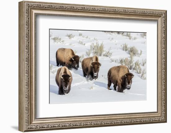 Bison bulls in winter in Yellowstone National Park, Wyoming, USA-Chuck Haney-Framed Photographic Print