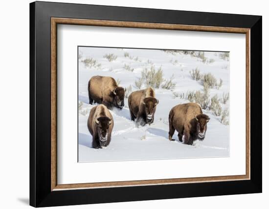 Bison bulls in winter in Yellowstone National Park, Wyoming, USA-Chuck Haney-Framed Photographic Print
