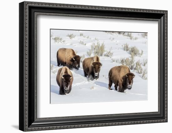 Bison bulls in winter in Yellowstone National Park, Wyoming, USA-Chuck Haney-Framed Photographic Print