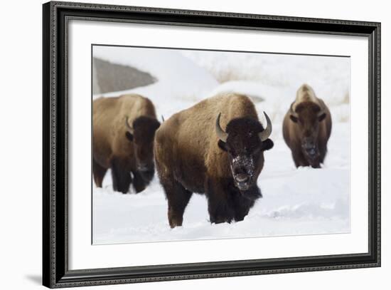 Bison Bulls, Winter-Ken Archer-Framed Photographic Print