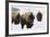 Bison Bulls, Winter-Ken Archer-Framed Photographic Print