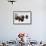 Bison Bulls, Winter-Ken Archer-Framed Photographic Print displayed on a wall