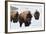 Bison Bulls, Winter-Ken Archer-Framed Photographic Print