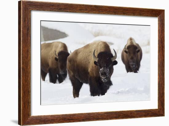 Bison Bulls, Winter-Ken Archer-Framed Photographic Print