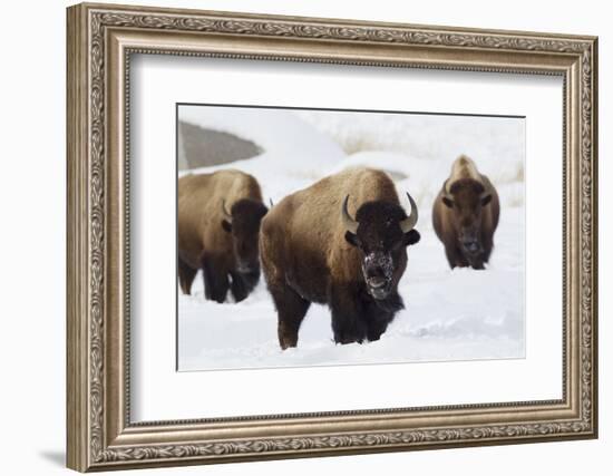 Bison Bulls, Winter-Ken Archer-Framed Photographic Print