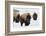 Bison Bulls, Winter-Ken Archer-Framed Photographic Print