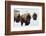 Bison Bulls, Winter-Ken Archer-Framed Photographic Print