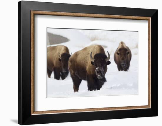 Bison Bulls, Winter-Ken Archer-Framed Photographic Print