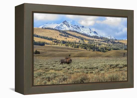 Bison by Electric Peak (YNP)-Galloimages Online-Framed Premier Image Canvas