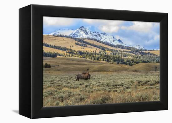 Bison by Electric Peak (YNP)-Galloimages Online-Framed Premier Image Canvas