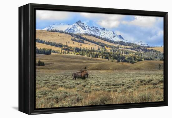 Bison by Electric Peak (YNP)-Galloimages Online-Framed Premier Image Canvas