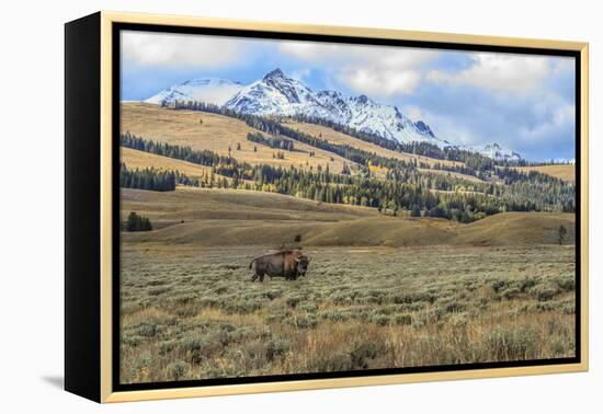 Bison by Electric Peak (YNP)-Galloimages Online-Framed Premier Image Canvas