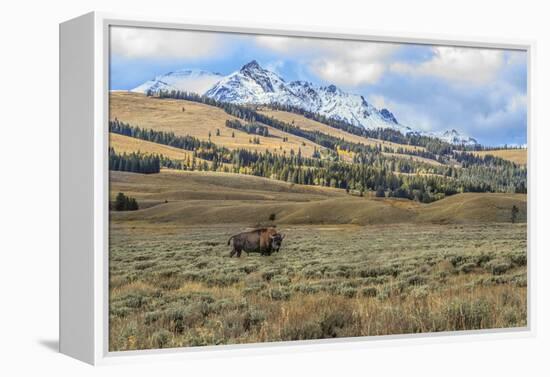 Bison by Electric Peak (YNP)-Galloimages Online-Framed Premier Image Canvas