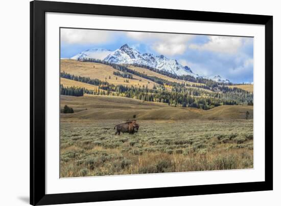 Bison by Electric Peak (YNP)-Galloimages Online-Framed Photographic Print