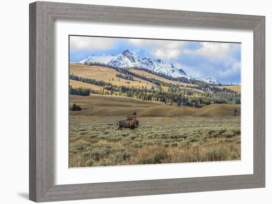 Bison by Electric Peak (YNP)-Galloimages Online-Framed Photographic Print