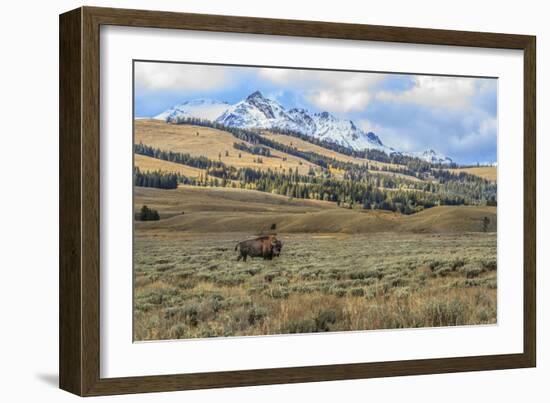 Bison by Electric Peak (YNP)-Galloimages Online-Framed Photographic Print