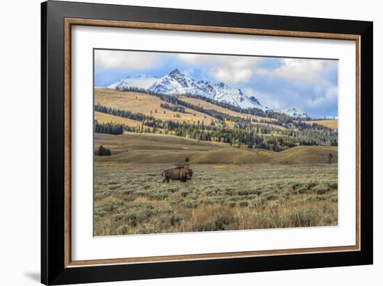 Bison by Electric Peak (YNP)-Galloimages Online-Framed Photographic Print