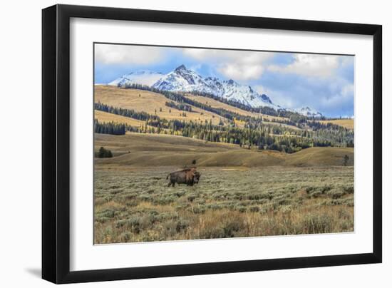 Bison by Electric Peak (YNP)-Galloimages Online-Framed Photographic Print