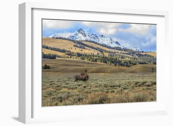 Bison by Electric Peak (YNP)-Galloimages Online-Framed Photographic Print