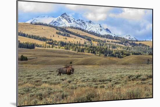 Bison by Electric Peak (YNP)-Galloimages Online-Mounted Photographic Print