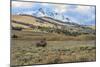 Bison by Electric Peak (YNP)-Galloimages Online-Mounted Photographic Print