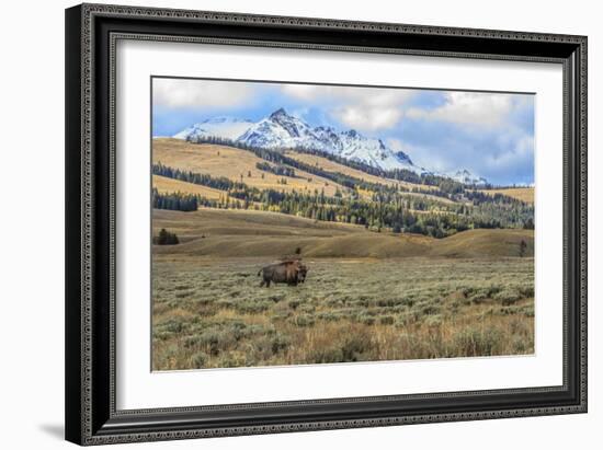 Bison by Electric Peak (YNP)-Galloimages Online-Framed Photographic Print