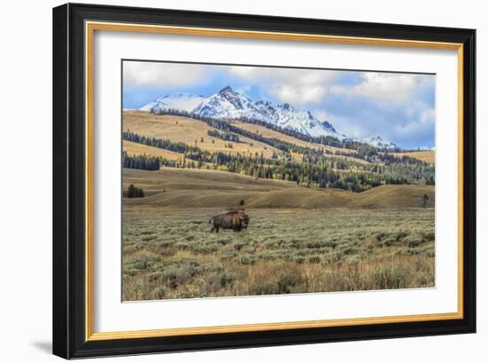 Bison by Electric Peak (YNP)-Galloimages Online-Framed Photographic Print