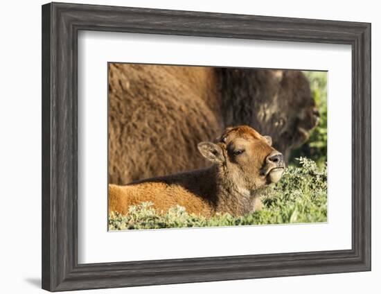 Bison Calf in Theodore Roosevelt National Park, North Dakota, Usa-Chuck Haney-Framed Photographic Print