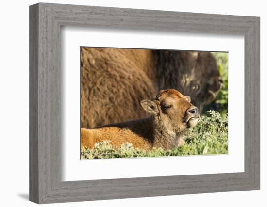 Bison Calf in Theodore Roosevelt National Park, North Dakota, Usa-Chuck Haney-Framed Photographic Print