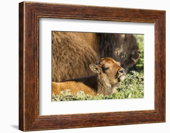 Bison Calf in Theodore Roosevelt National Park, North Dakota, Usa-Chuck Haney-Framed Photographic Print