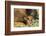 Bison Calf in Theodore Roosevelt National Park, North Dakota, Usa-Chuck Haney-Framed Photographic Print