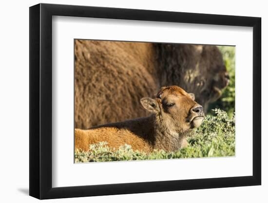 Bison Calf in Theodore Roosevelt National Park, North Dakota, Usa-Chuck Haney-Framed Photographic Print