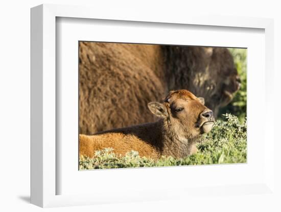 Bison Calf in Theodore Roosevelt National Park, North Dakota, Usa-Chuck Haney-Framed Photographic Print