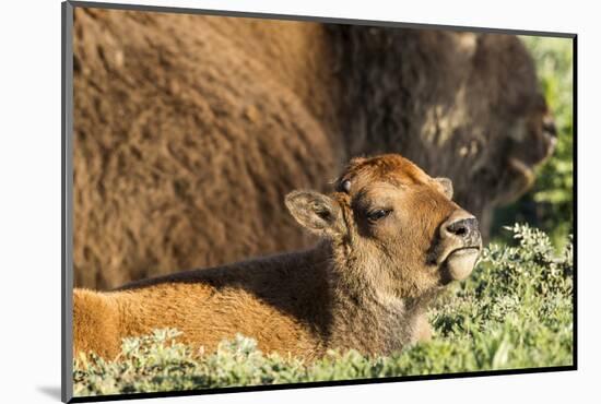 Bison Calf in Theodore Roosevelt National Park, North Dakota, Usa-Chuck Haney-Mounted Photographic Print