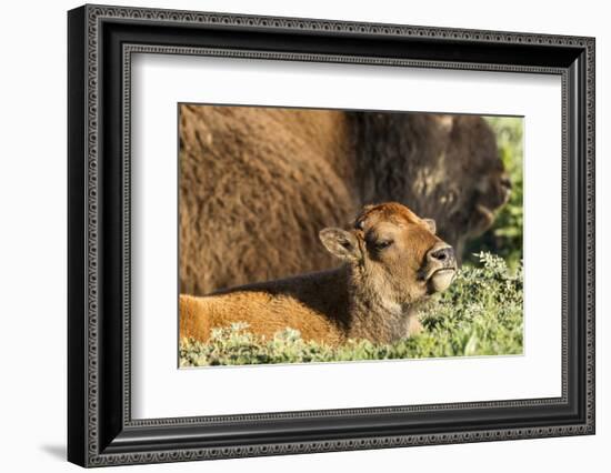 Bison Calf in Theodore Roosevelt National Park, North Dakota, Usa-Chuck Haney-Framed Photographic Print