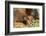 Bison Calf in Theodore Roosevelt National Park, North Dakota, Usa-Chuck Haney-Framed Photographic Print