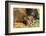 Bison Calf in Theodore Roosevelt National Park, North Dakota, Usa-Chuck Haney-Framed Photographic Print