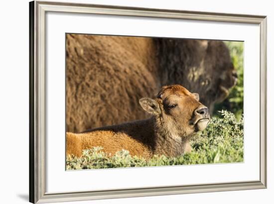 Bison Calf in Theodore Roosevelt National Park, North Dakota, Usa-Chuck Haney-Framed Photographic Print