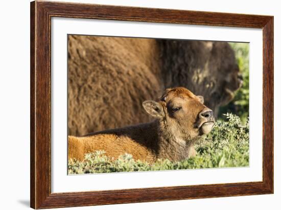 Bison Calf in Theodore Roosevelt National Park, North Dakota, Usa-Chuck Haney-Framed Photographic Print