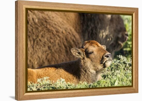 Bison Calf in Theodore Roosevelt National Park, North Dakota, Usa-Chuck Haney-Framed Premier Image Canvas